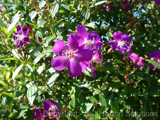 Tibouchina_1 