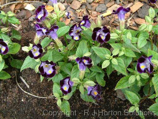 Torenia 