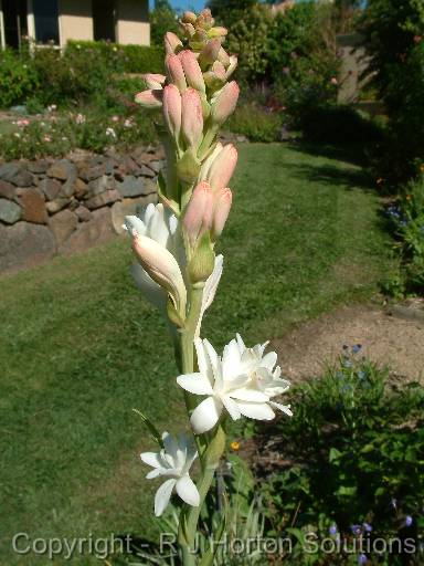 Tuberose 