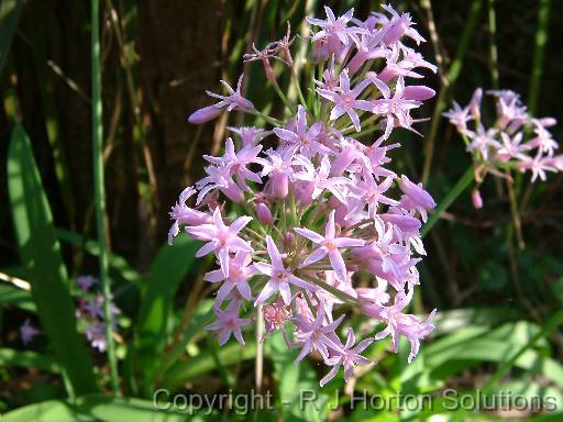 Tulbaghia 