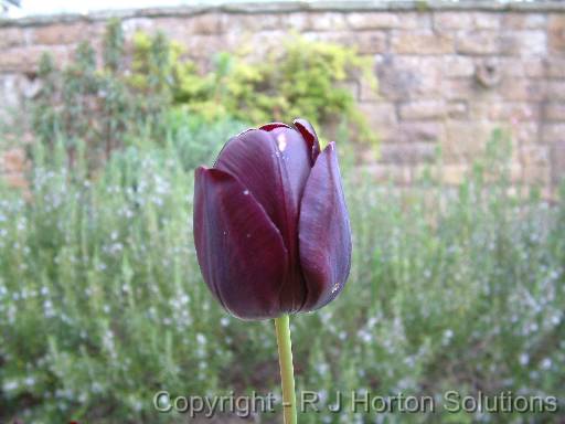 Tulip_Black 