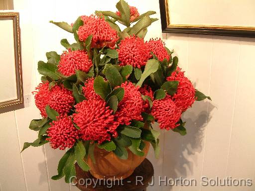 Waratah 