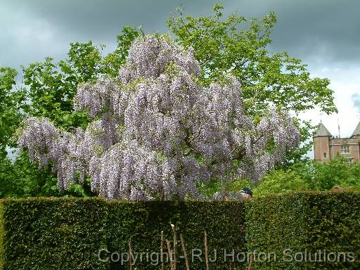 Wisteria_01 