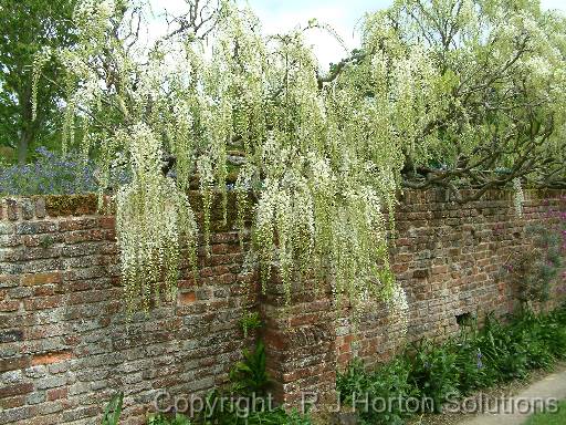 Wisteriawhite_01 