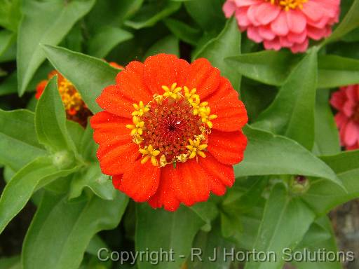 Zinnia_red 