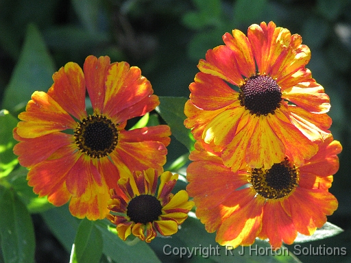 Zinnias
