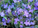 Lobelia