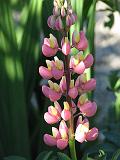 Lupin_1