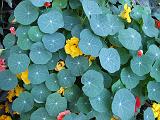 Nasturtiums 