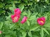 Paeony