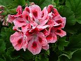 Pelargonium