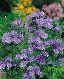 Phacelia 