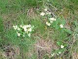 Primroses 