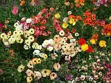 Ranunculus 