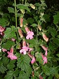 Rehmannia 