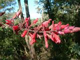 Salvia_1