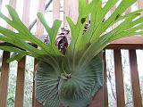 Staghorn