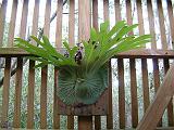 Staghorn_1