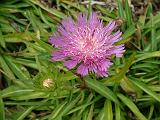 Stokesia