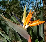 Strelitzia_1