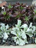 Succulents