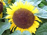 Sunflowersl 