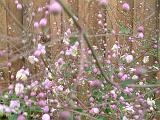 Thalictrum