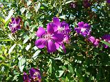 Tibouchina_1