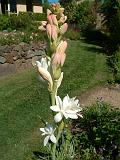 Tuberose