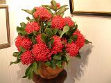 Waratah 