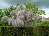 Wisteria_01