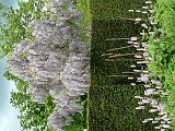 Wisteria_02