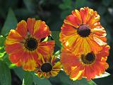 Zinnias 