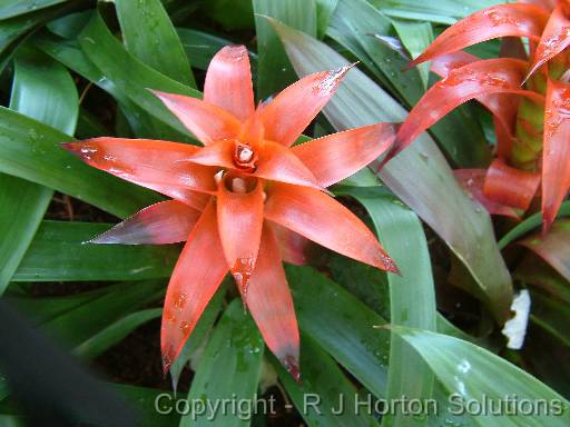 Bromeliads 