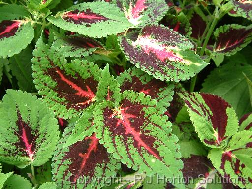 Coleus 