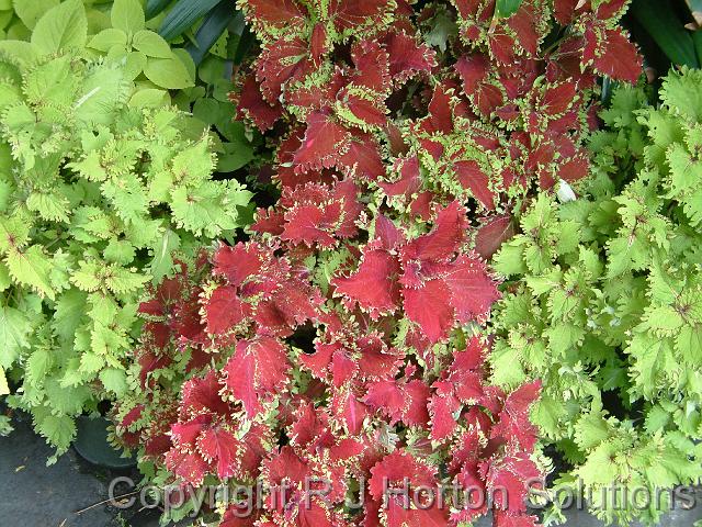 Coleus_2