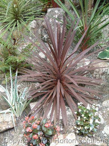 Cordyline_red 