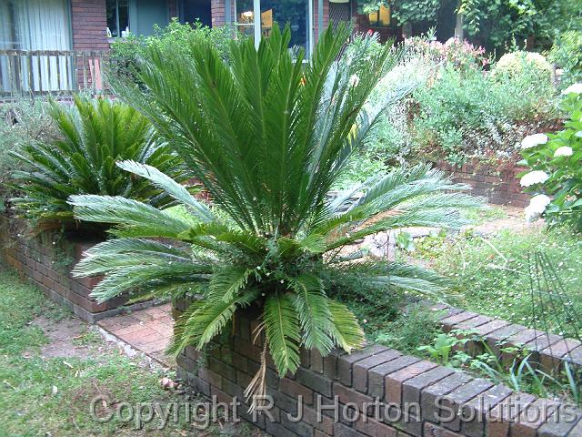 Cycads