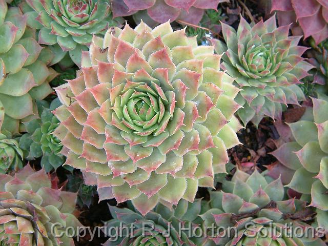 Echeveria