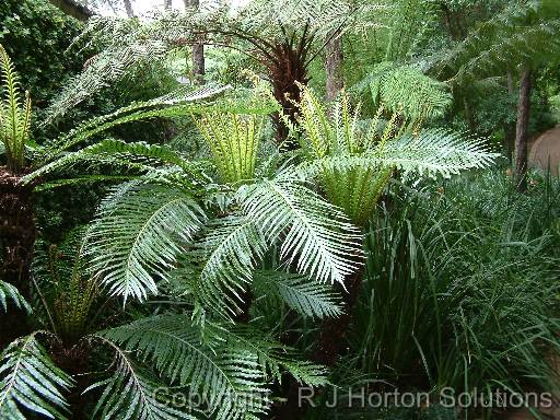 Ferns 