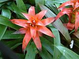 Bromeliads 