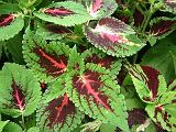 Coleus