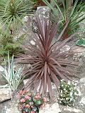 Cordyline_red 