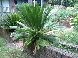 Cycads