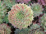 Echeveria