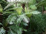 Ferns