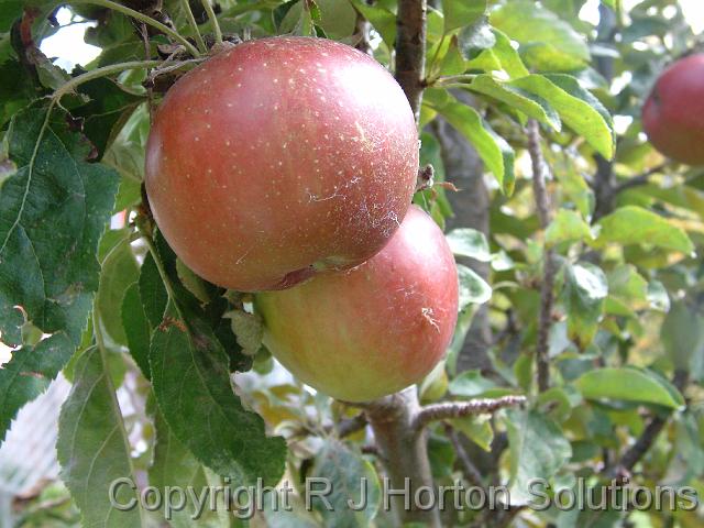 Apples_3