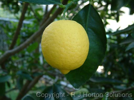 Lemon 