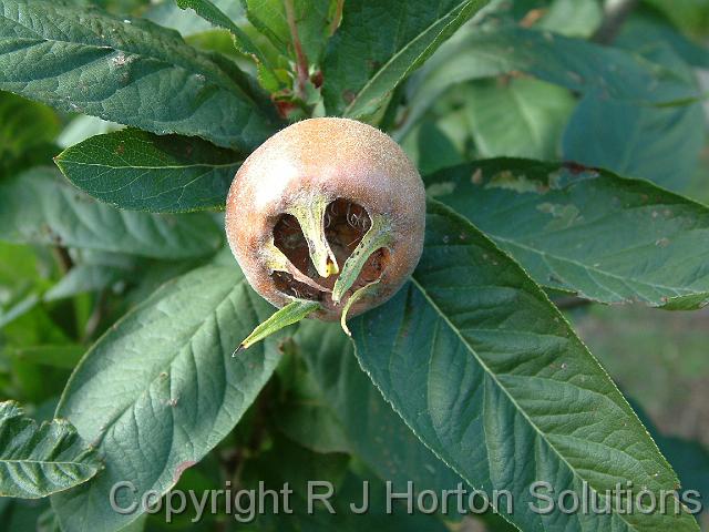 Medlar