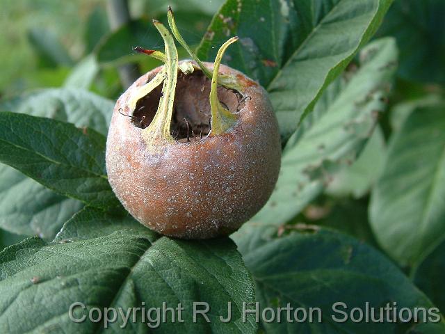 Medlar_2